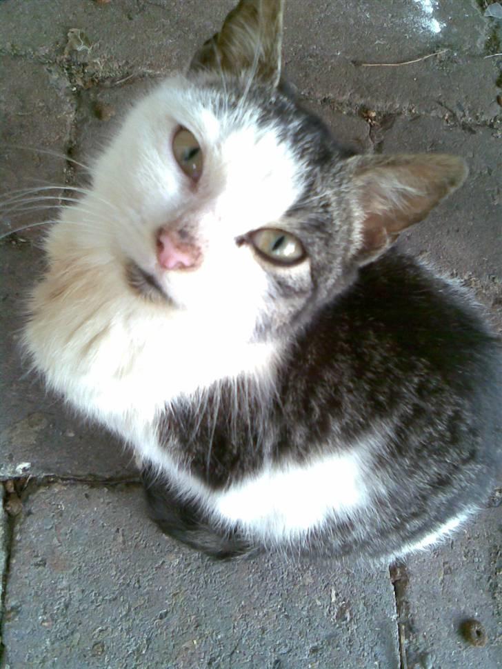 Huskat Tarzan billede 1