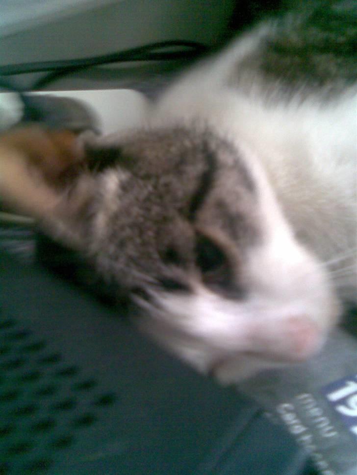 Huskat Tarzan billede 2