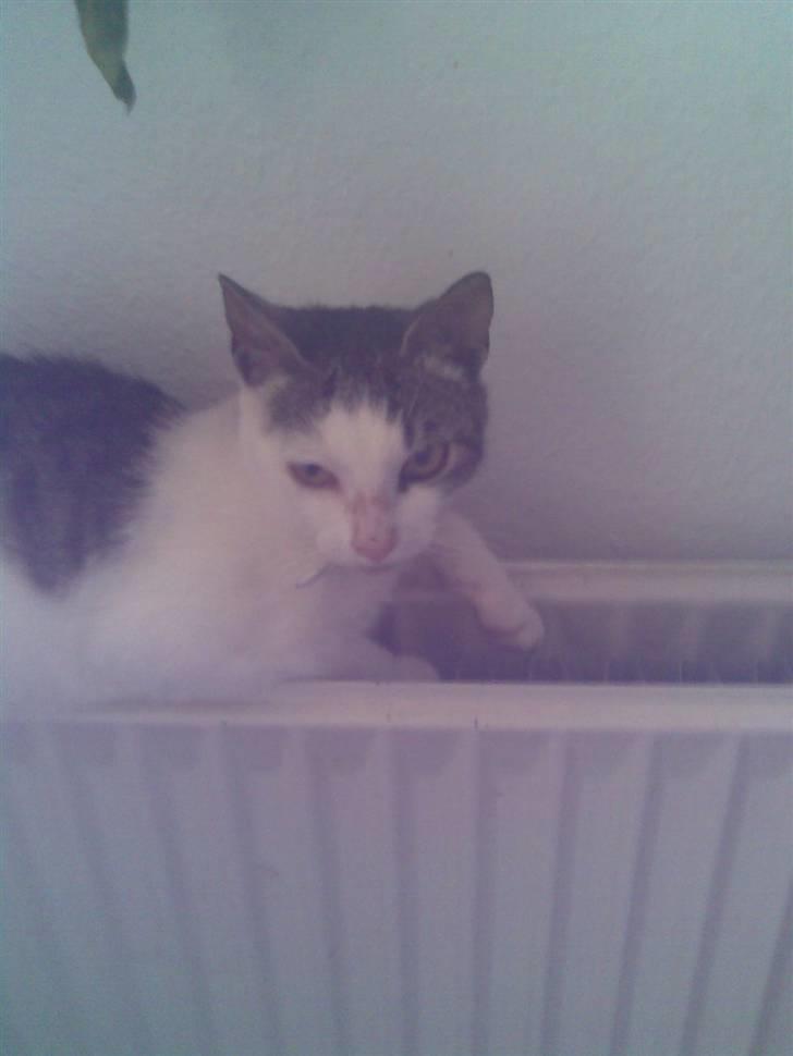 Huskat Tarzan billede 3