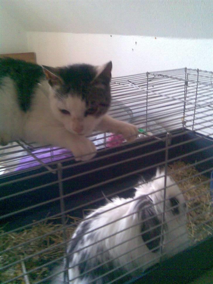 Huskat Tarzan billede 4