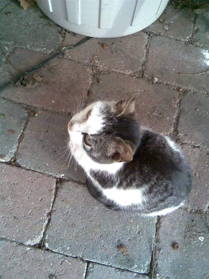 Huskat Tarzan billede 5