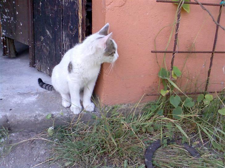 Huskat Basse <3 † R.I.P. † - Hallo er der nogen? kig lige min profil hvis i kan høre mig!  billede 1