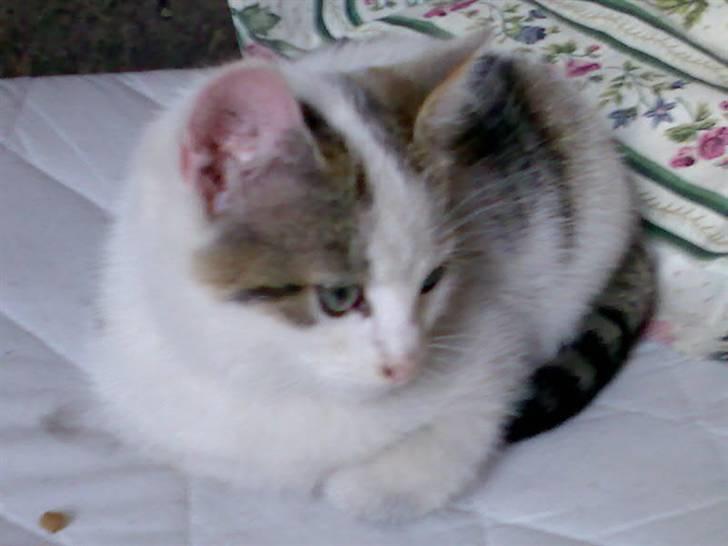 Huskat Basse <3 † R.I.P. † billede 2