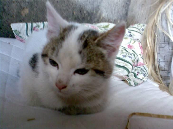 Huskat Basse <3 † R.I.P. † billede 3