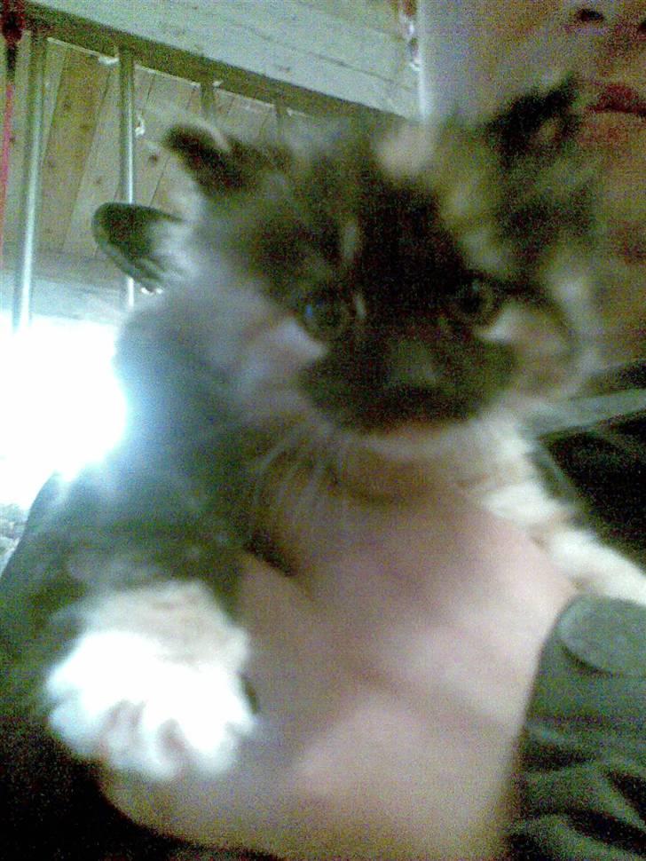 Blanding af racer Maya - Pjusket & kær, det betegnelsen. (L) billede 6