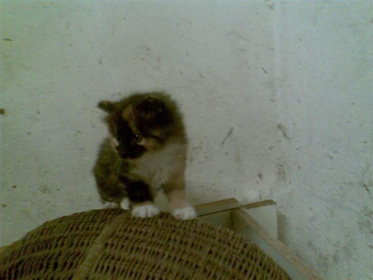 Blanding af racer Maya - En ska jo lave ballade. :D billede 7