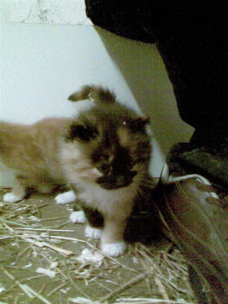 Blanding af racer Maya - Jeg kommer, Jeg kommer ! :/  billede 8