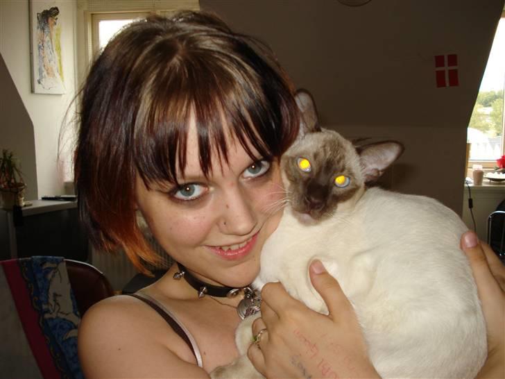 Siameser Gizmo - mor og gizze<3 billede 13