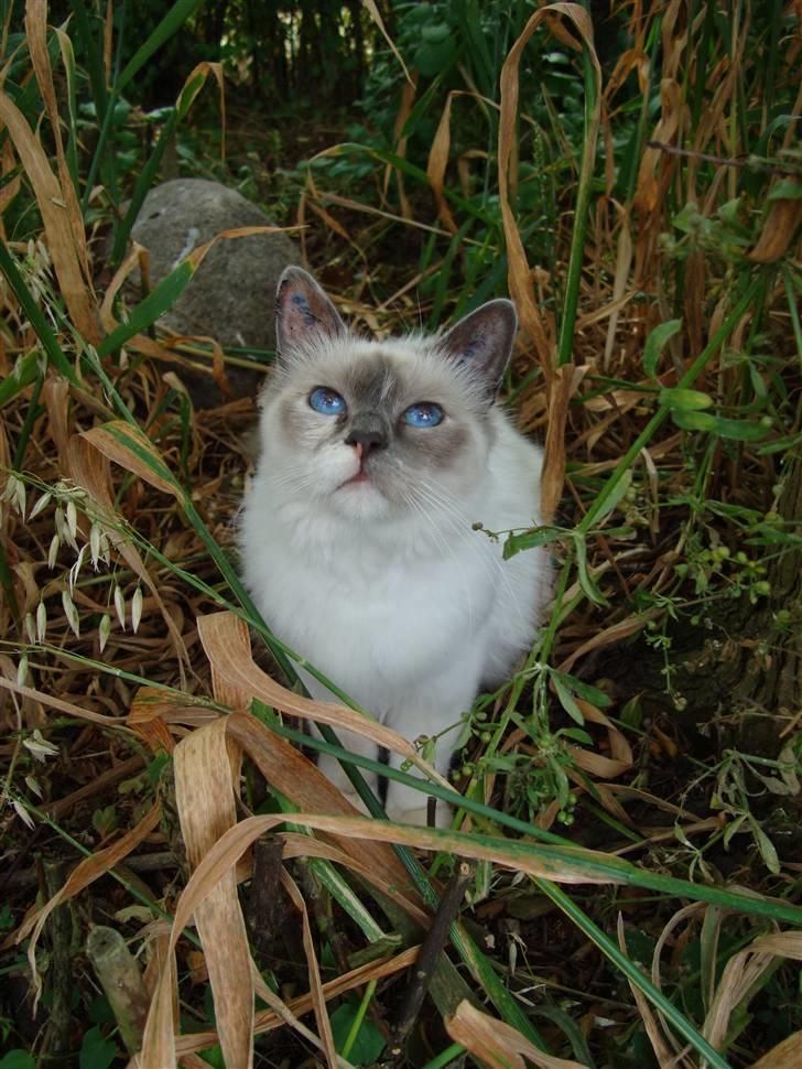 Hellig Birma ¨˜”°º•CISSE•º°”˜¨ - ¨˜”°º•Cisse•º°”˜¨ billede 1