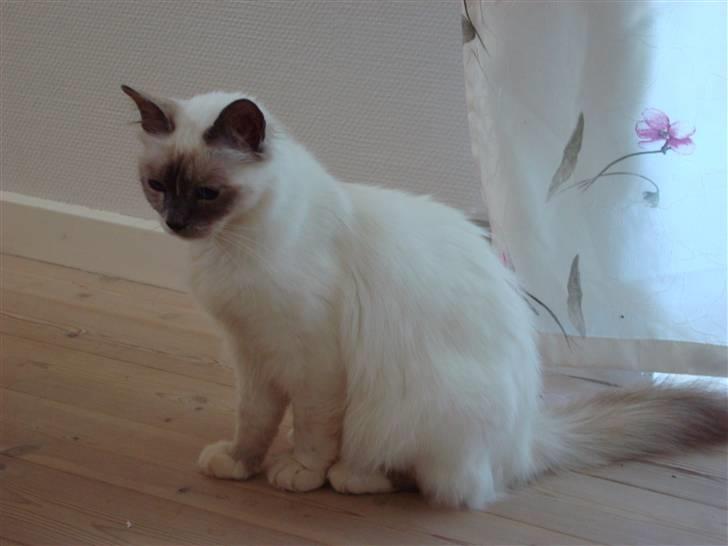 Hellig Birma ¨˜”°º•CISSE•º°”˜¨ billede 2