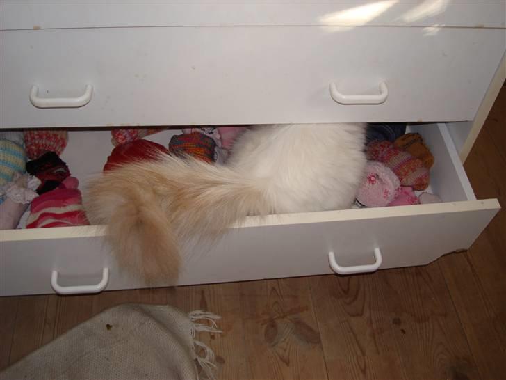 Hellig Birma ¨˜”°º•CISSE•º°”˜¨ - Hvad er der i den skuffe? billede 3