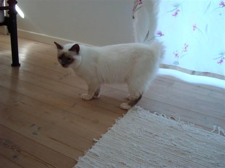 Hellig Birma ¨˜”°º•CISSE•º°”˜¨ billede 4