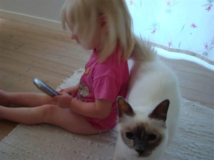 Hellig Birma ¨˜”°º•CISSE•º°”˜¨ - Kæl nu med mig... billede 5