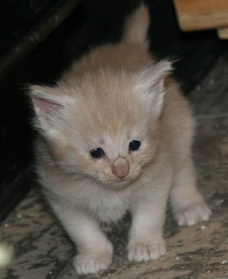 Norsk Skovkat Thomas O'Malley *R.I.P - 16 Maj billede 9