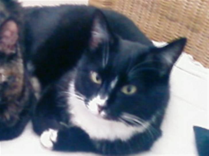 Huskat mimmika (mikapigen) R.I.P billede 1