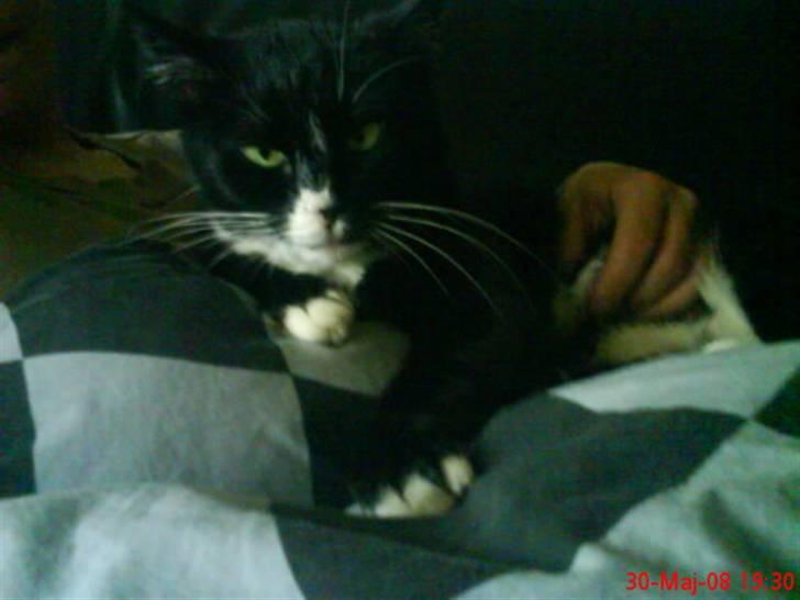 Huskat mimmika (mikapigen) R.I.P billede 2