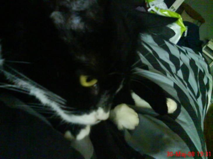 Huskat mimmika (mikapigen) R.I.P billede 3