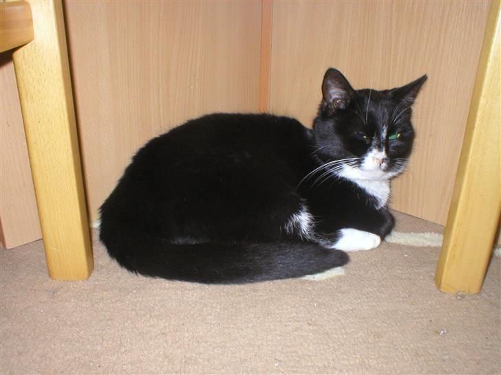 Huskat mimmika (mikapigen) R.I.P billede 4