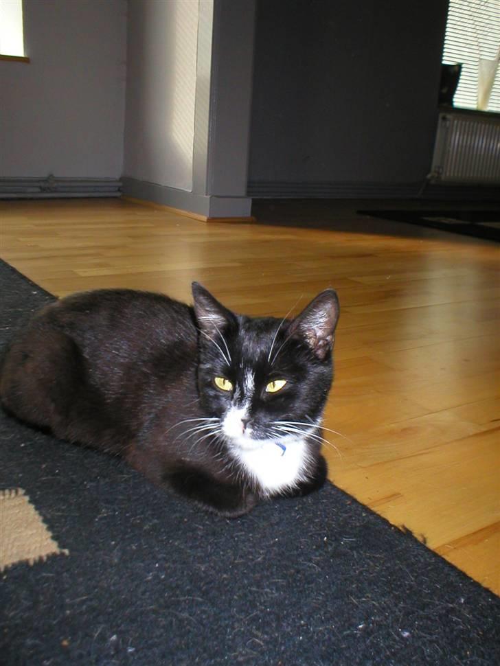 Huskat mimmika (mikapigen) R.I.P billede 5