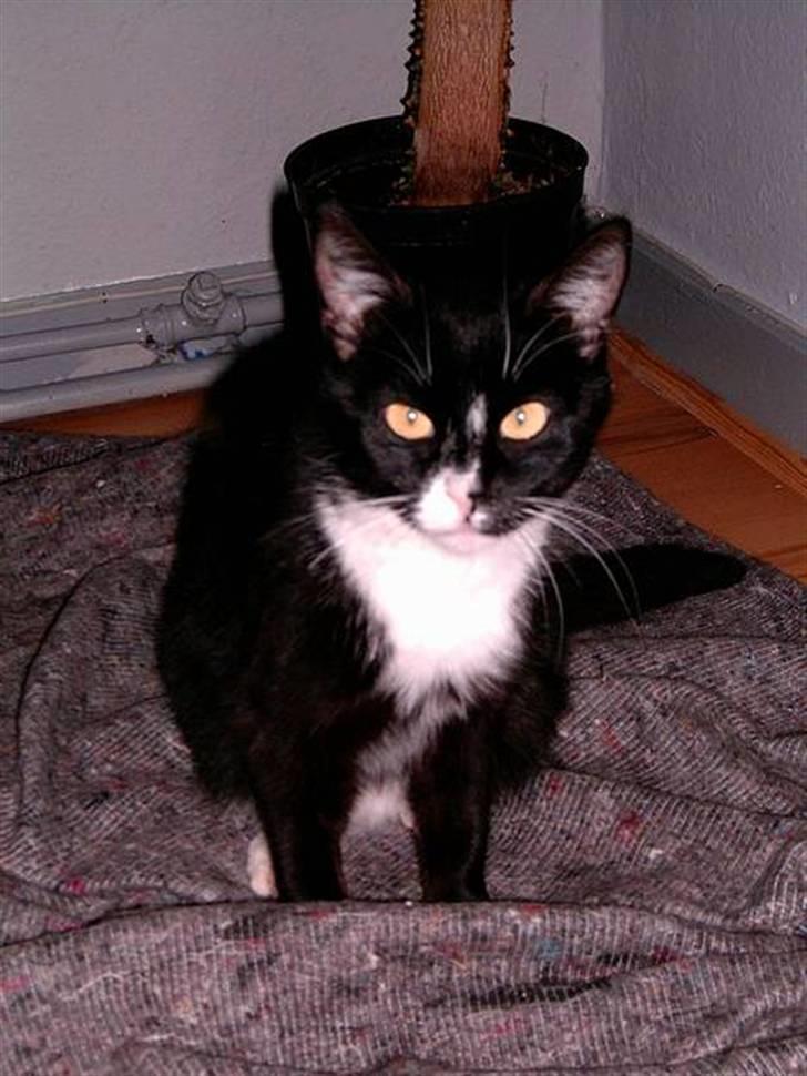 Huskat mimmika (mikapigen) R.I.P billede 6