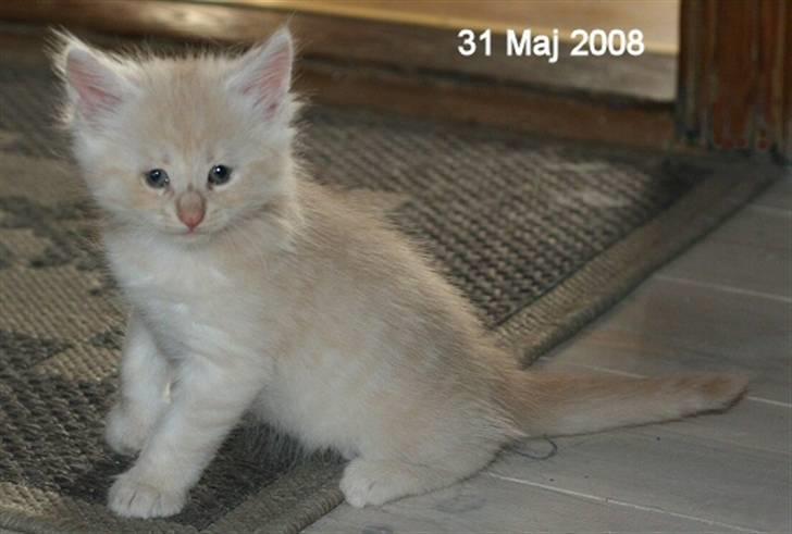 Norsk Skovkat Thomas O'Malley *R.I.P - 31 Maj billede 10