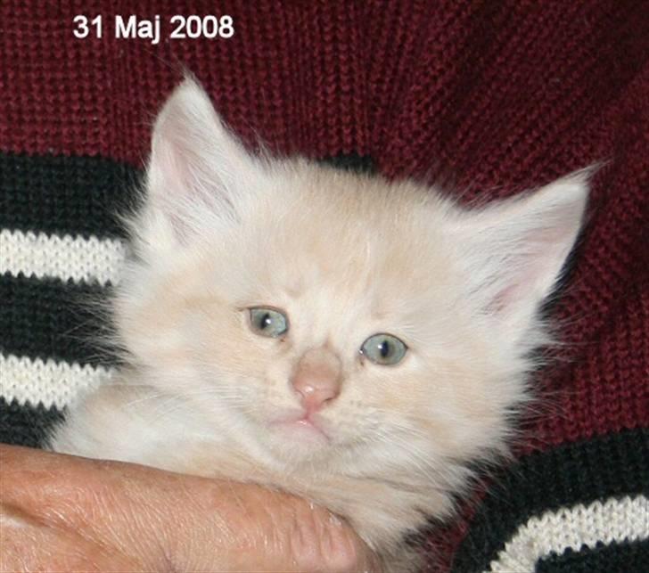 Norsk Skovkat Thomas O'Malley *R.I.P - 31 Maj billede 11