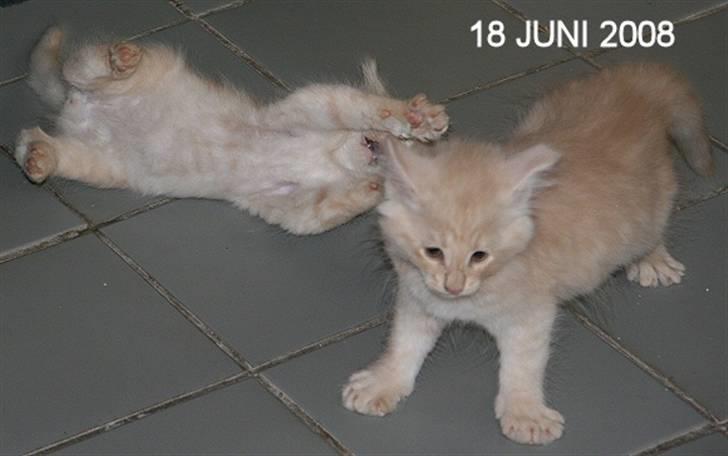 Norsk Skovkat Thomas O'Malley *R.I.P - 18 Juni billede 12