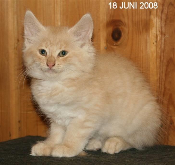 Norsk Skovkat Thomas O'Malley *R.I.P - 18 Juni billede 13