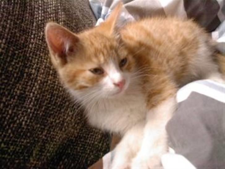 Huskat Findus billede 1