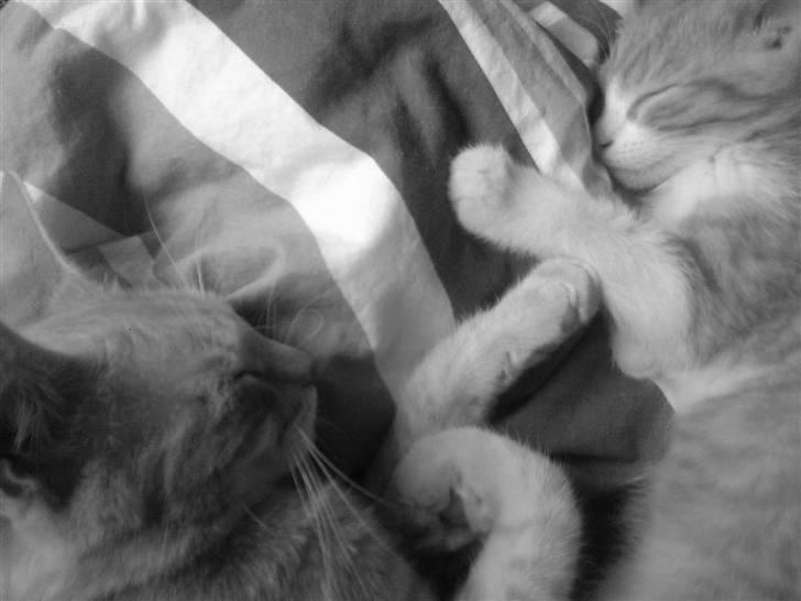 Huskat Findus billede 2