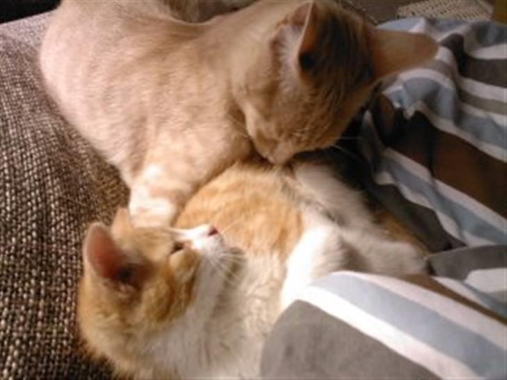 Huskat Findus billede 3