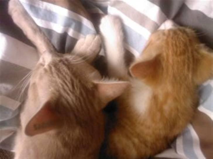 Huskat Findus billede 4