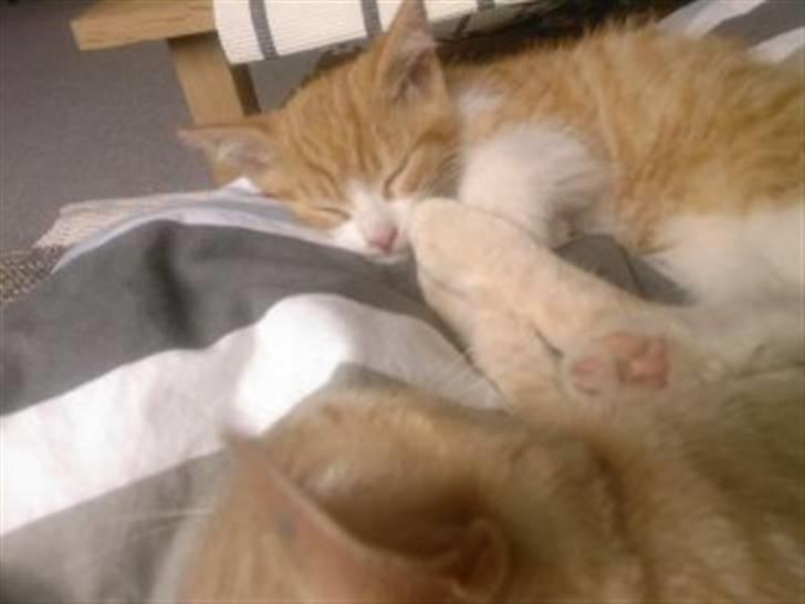 Huskat Findus billede 5