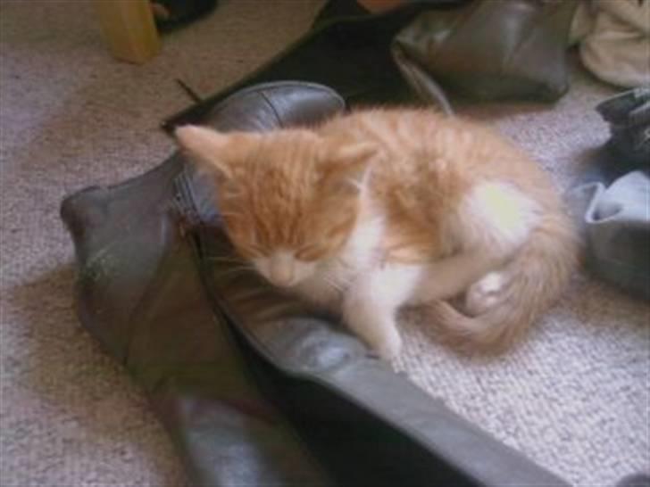 Huskat Findus billede 6