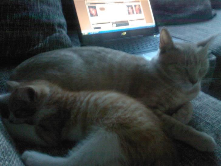 Huskat Findus billede 7