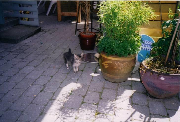 Norsk Skovkat Effi R.I.P  billede 11