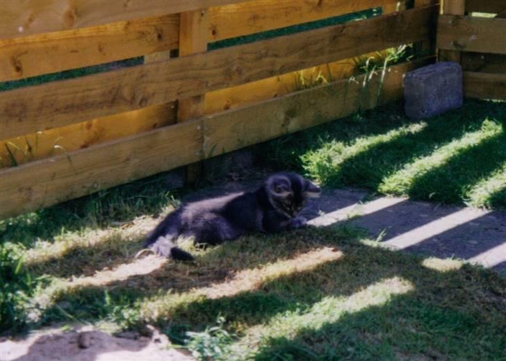 Norsk Skovkat Effi R.I.P  - Effi som lille Killing.. :) billede 12