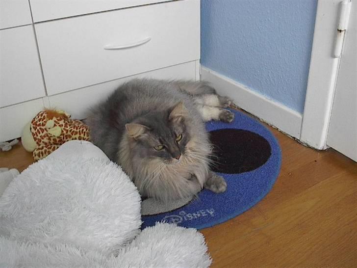 Norsk Skovkat Effi R.I.P  billede 13