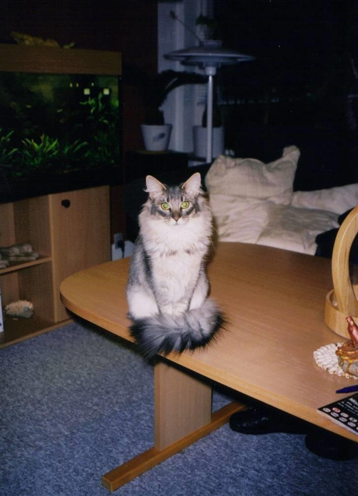 Norsk Skovkat Effi R.I.P  billede 14