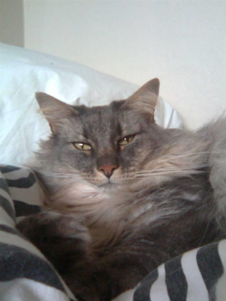 Norsk Skovkat Effi R.I.P  billede 15