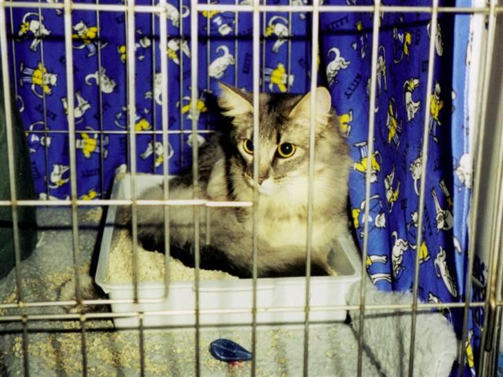 Norsk Skovkat Effi R.I.P  billede 16