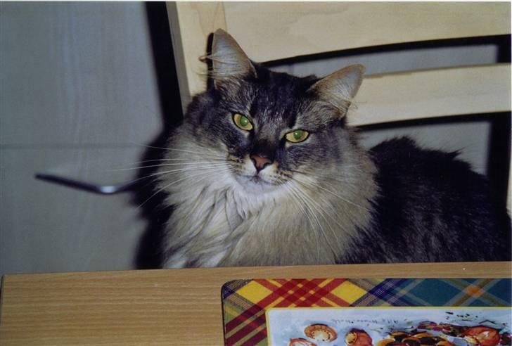 Norsk Skovkat Effi R.I.P  billede 17