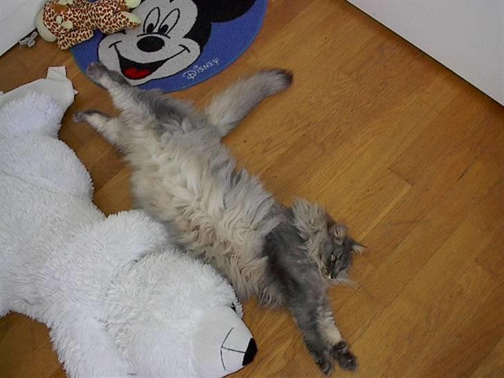 Norsk Skovkat Effi R.I.P  billede 18