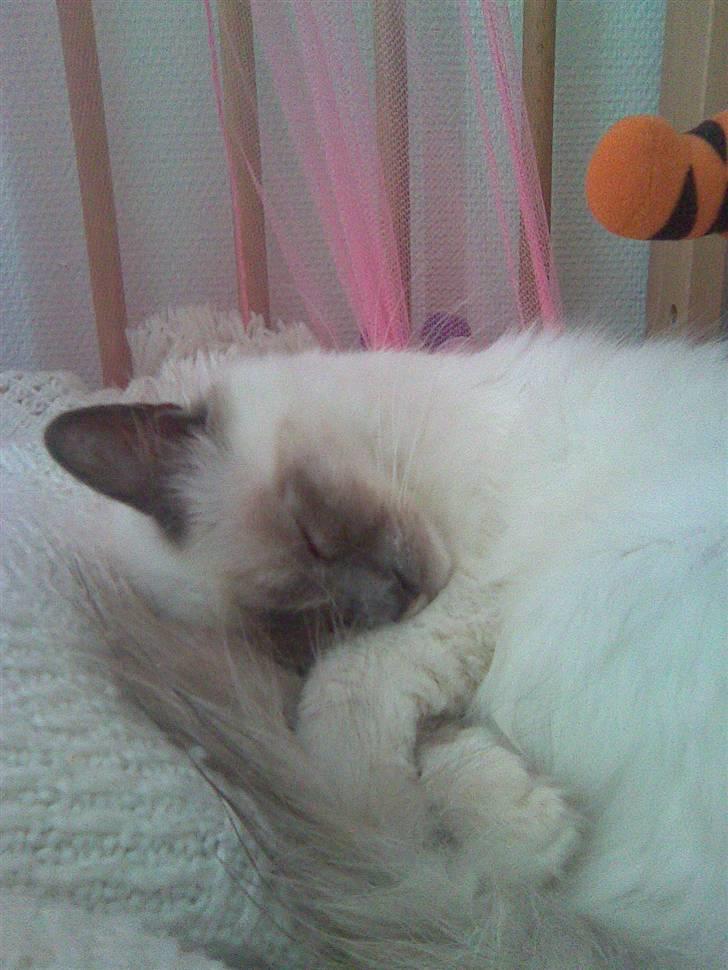 Hellig Birma ¨˜”°º•CISSE•º°”˜¨ - Puttetid... zzz zzz... billede 6