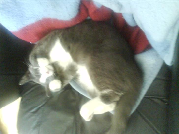 Huskat speedy hjælp mig hjem - sødt sove billede billede 18