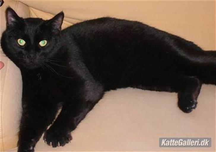 Huskat Albert Lawrence Strutter - uha jeg ligger godt her billede 5