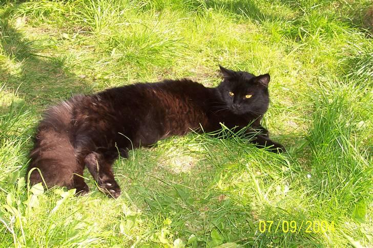 Maine Coon Melis - Er der noget så dejligt, om at ligge i solen en sommerdag. billede 1