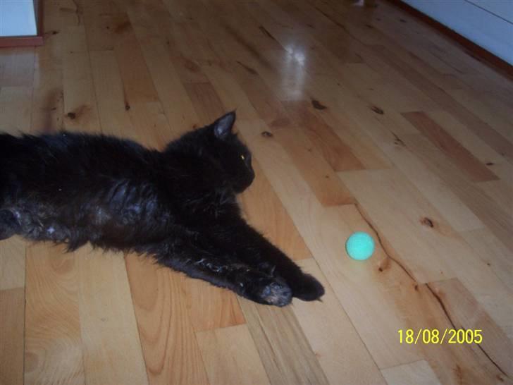 Maine Coon Melis - Okay, jeg kan da godt lige strække mig lidt efter bolden.. billede 5