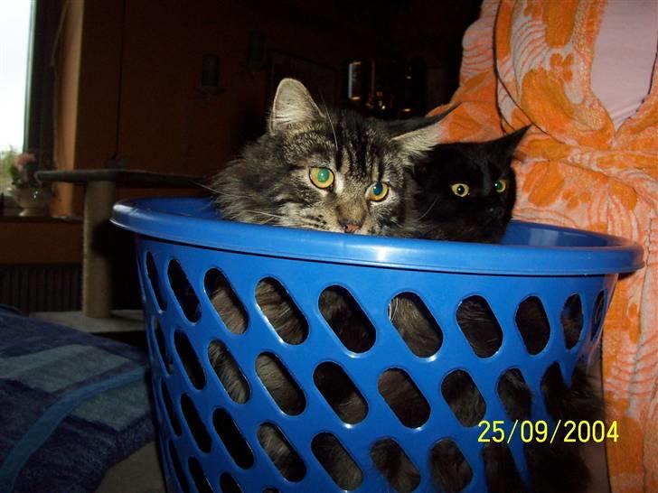 Maine Coon Melis - Nå her hygger jeg med min mand Felix. billede 10