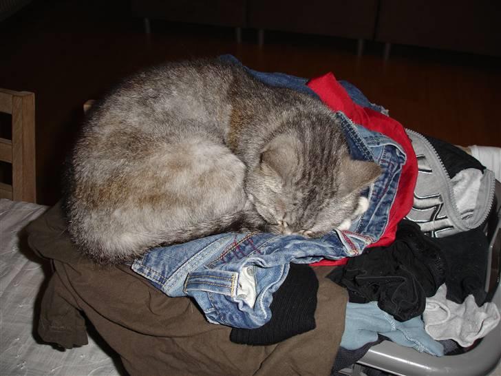 Huskat Bisse Misse R.I.P. 281210 - dejlig rent tøj.... billede 9